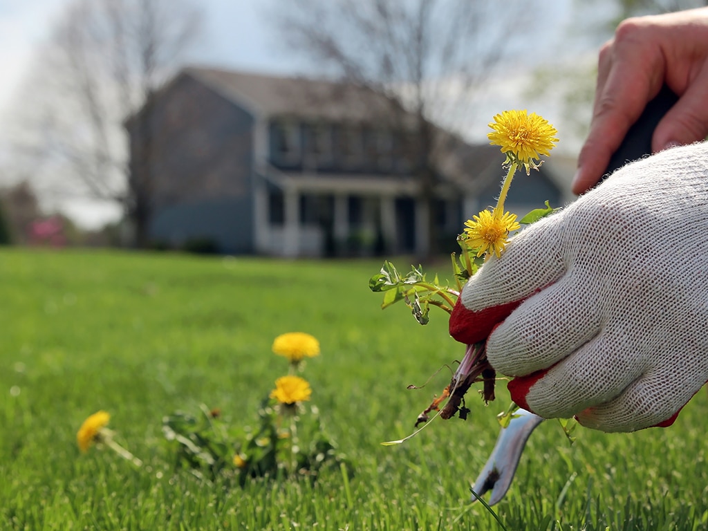 Entretien de gazon à Saint-Amable - arrachage de mauvaises herbes